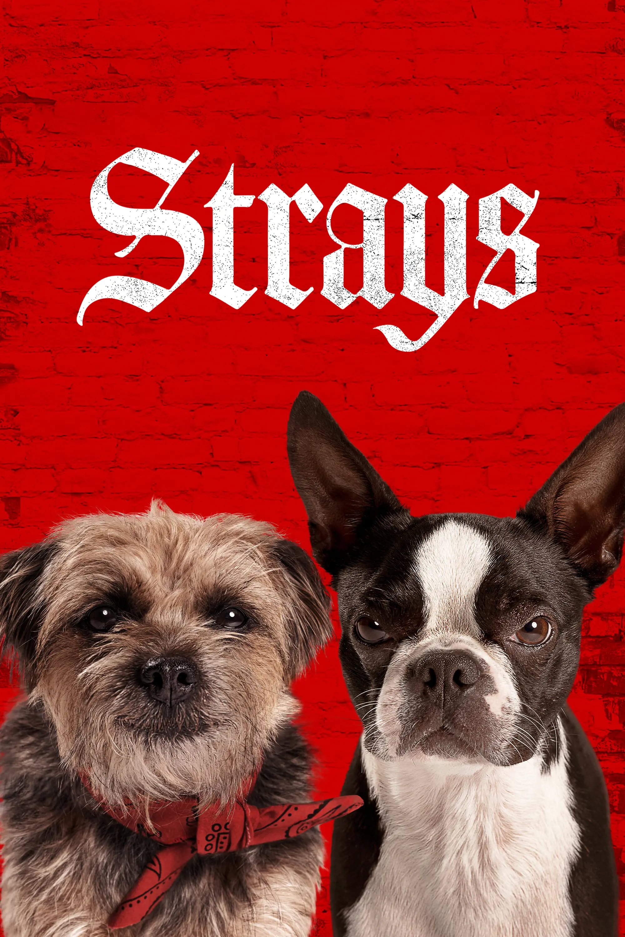 صورة Strays